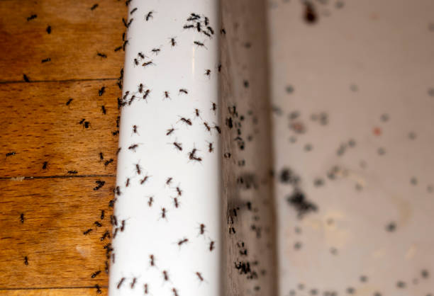 Best Wildlife Control Services  in Oral City, FL