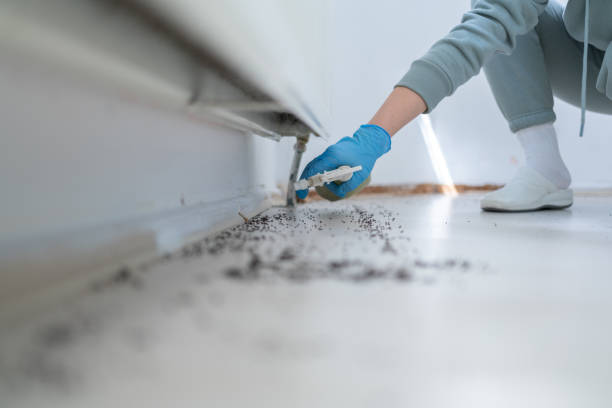 Wasp Removal Services in Floral City, FL